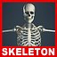 Menschliches Skelett (keine Texturen)