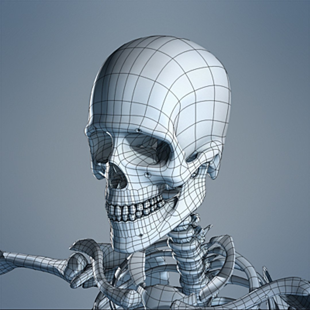 3d max human skeleton https://p.turbosquid.com/ts-thumb/7K/86htlz/tYqvF1ND/skeleton_09_small_b/jpg/1229241219/1920x1080/fit_q87/7367d07d69d1b868fd6829a40b4c3d73b48b411a/skeleton_09_small_b.jpg