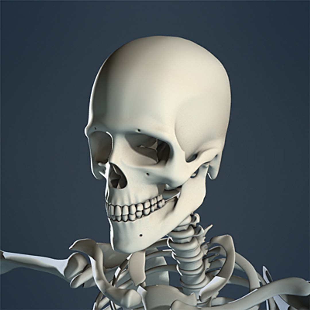3d max human skeleton https://p.turbosquid.com/ts-thumb/7K/86htlz/ticHyJP6/skeleton_09_small_a/jpg/1229241215/1920x1080/fit_q87/adbcc7fdf429782593b5d76434efc0dfabf56a19/skeleton_09_small_a.jpg