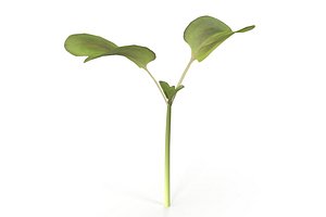 Daikon radish