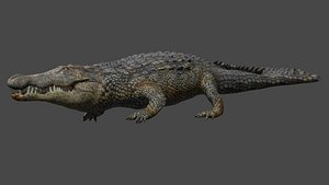 Aligator