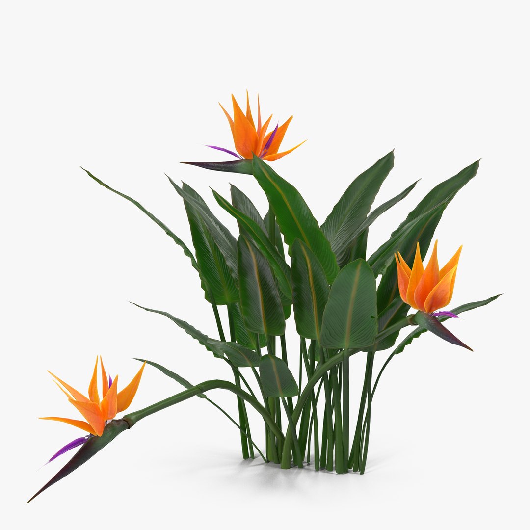 Bird of Paradise Plant 3D model preview