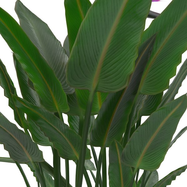 3d model bird paradise plant