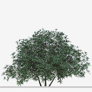 3D model Set of Edgeworthia chrysantha or Paperbush Plant - 3 Plants