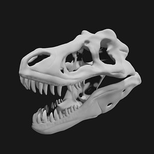 T-rex skull