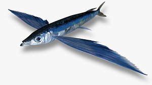 Sharpchin Flyingfish