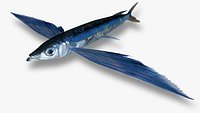 Sharpchin Flyingfish