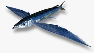 Sharpchin Flyingfish