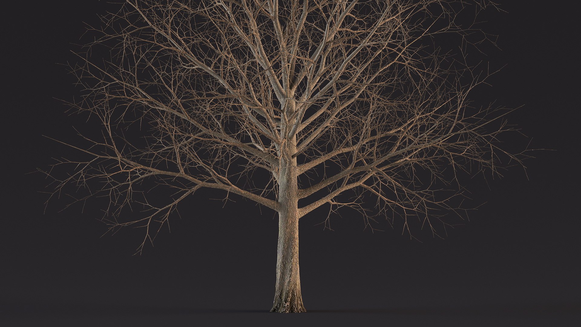 3D Bare Winter Maple Tree - TurboSquid 2194748