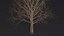 Bare Winter Maple Tree