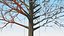 Bare Winter Maple Tree