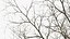 Bare Winter Maple Tree