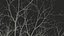 Bare Winter Maple Tree