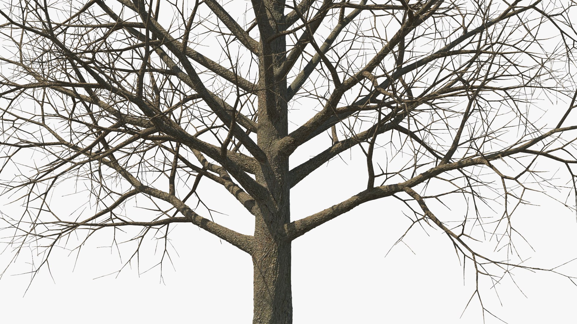 3D Bare Winter Maple Tree - TurboSquid 2194748