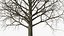 Bare Winter Maple Tree