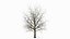 Bare Winter Maple Tree