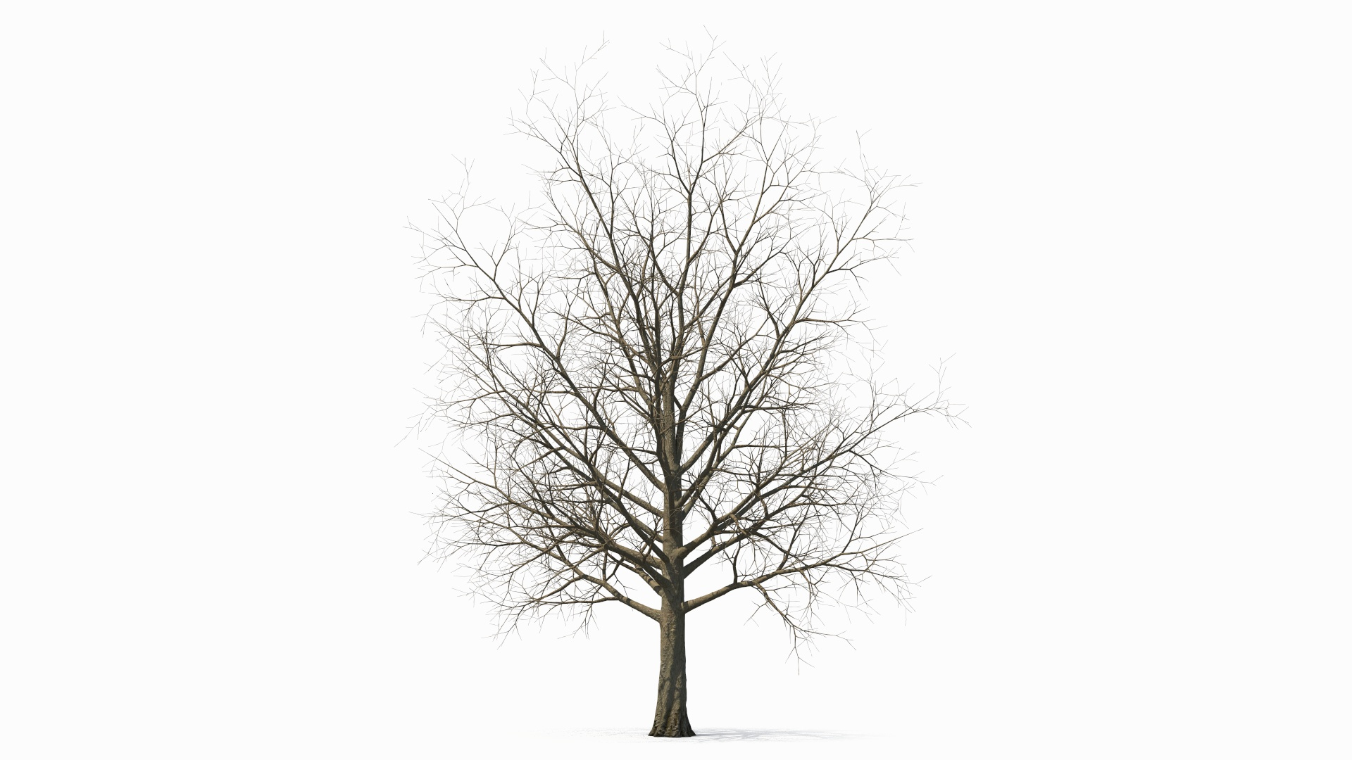 3D Bare Winter Maple Tree - TurboSquid 2194748