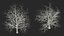 Bare Winter Maple Tree