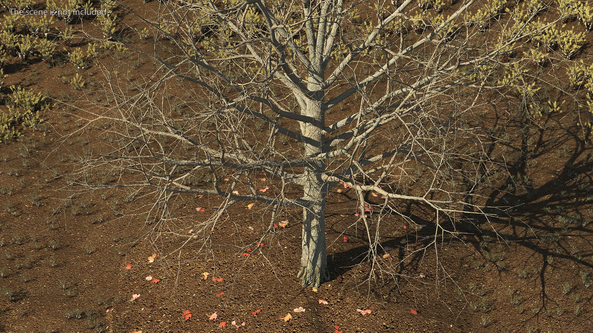 3D Bare Winter Maple Tree https://p.turbosquid.com/ts-thumb/7K/cbDrmB/K7/barewintermapletreevray3dmodel005/jpg/1708728194/1920x1080/fit_q87/2dd593fabf7ccd16eac0122a3bdf25263068fa5a/barewintermapletreevray3dmodel005.jpg