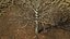 Bare Winter Maple Tree