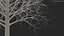 Bare Winter Maple Tree
