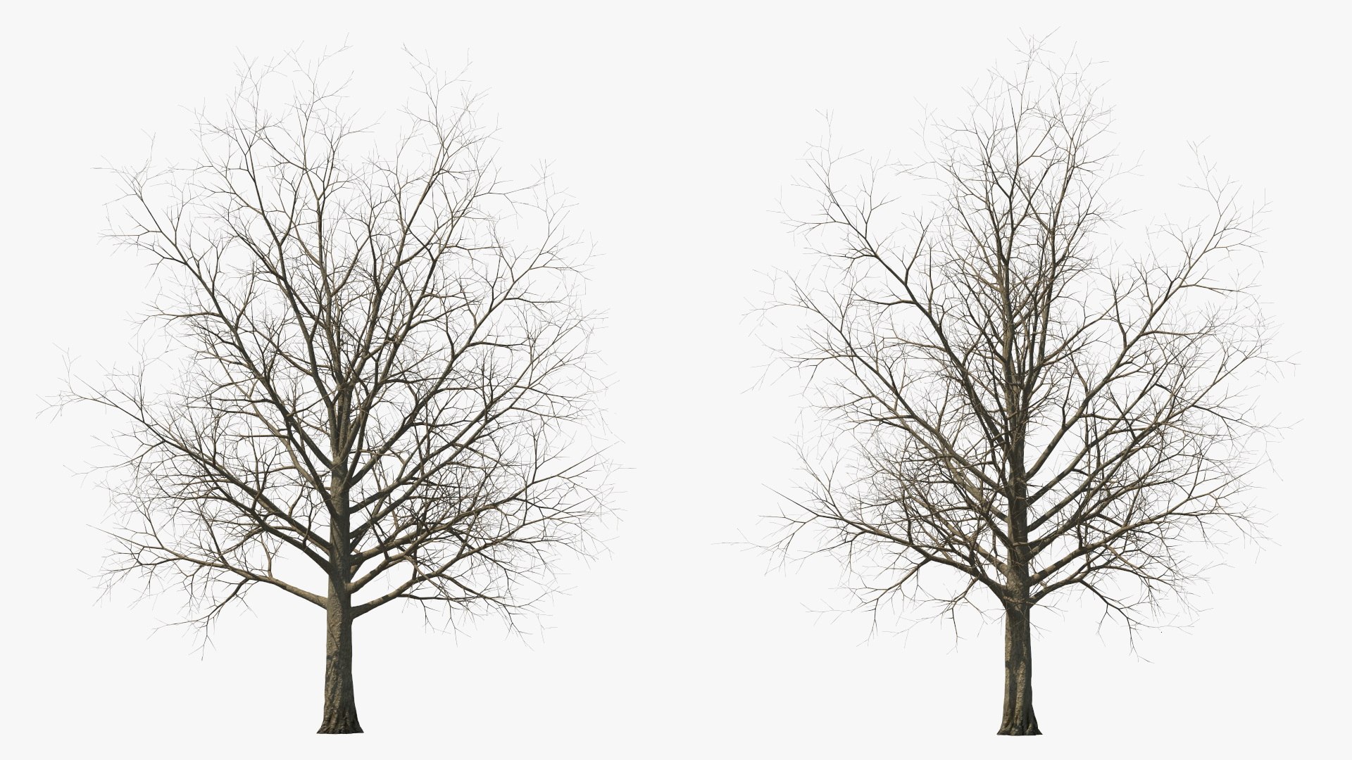 3D Bare Winter Maple Tree - TurboSquid 2194748