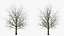 Bare Winter Maple Tree