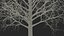 Bare Winter Maple Tree