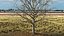 Bare Winter Maple Tree