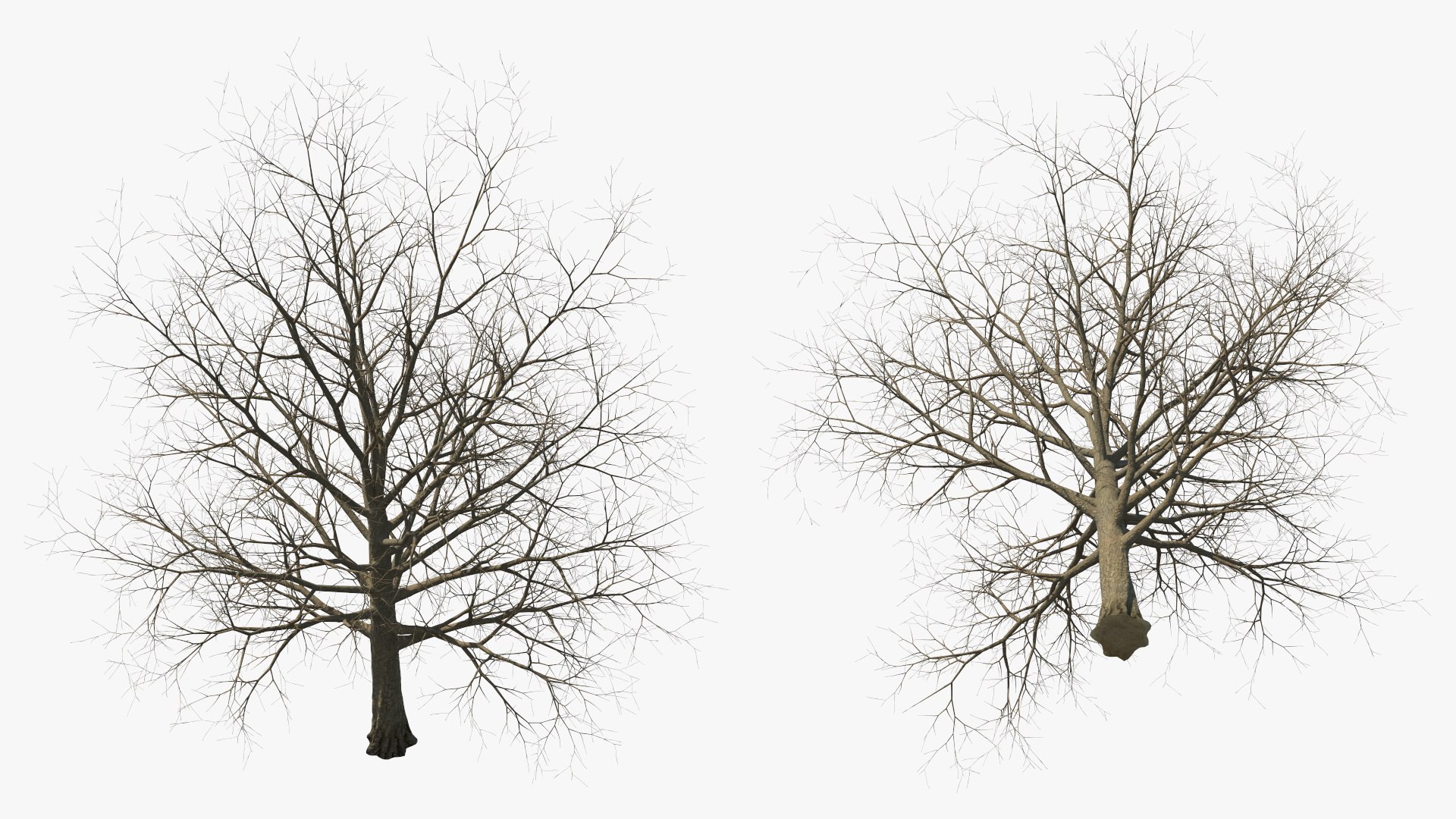 3D Bare Winter Maple Tree https://p.turbosquid.com/ts-thumb/7K/cbDrmB/XV/barewintermapletreevray3dmodel011/jpg/1708728217/1920x1080/fit_q87/cb2716f547fb81a3b4dc16f07b6e892d4409bfe5/barewintermapletreevray3dmodel011.jpg