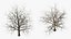 Bare Winter Maple Tree
