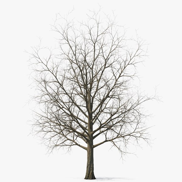modelo 3d Árbol de arce de invierno desnudo - TurboSquid 2194748