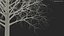 Bare Winter Maple Tree