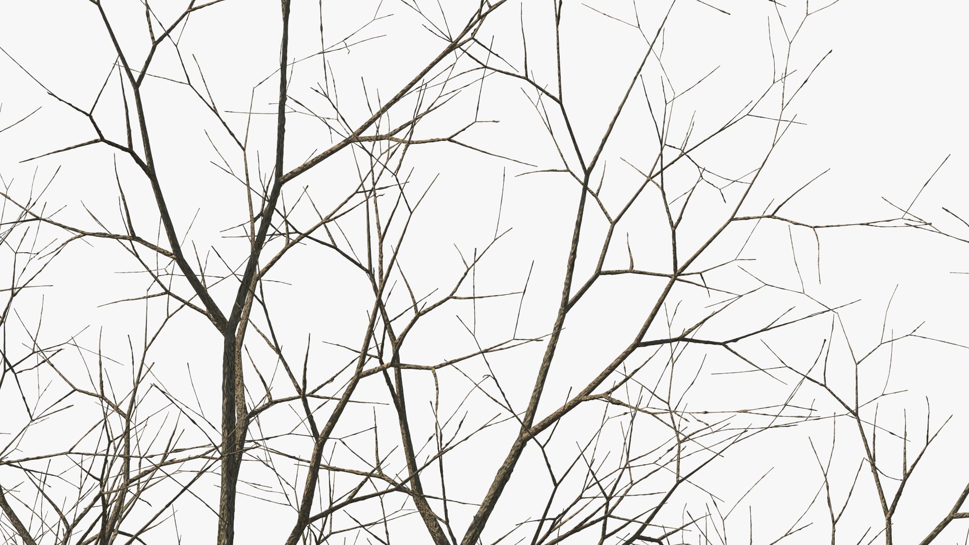 3D Bare Winter Maple Tree https://p.turbosquid.com/ts-thumb/7K/cbDrmB/j3/barewintermapletreevray3dmodel015/jpg/1708728232/1920x1080/fit_q87/ab9323feb0af7880ae2d6dadd9cb06ab3a5c53c8/barewintermapletreevray3dmodel015.jpg