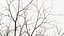 Bare Winter Maple Tree