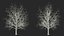Bare Winter Maple Tree