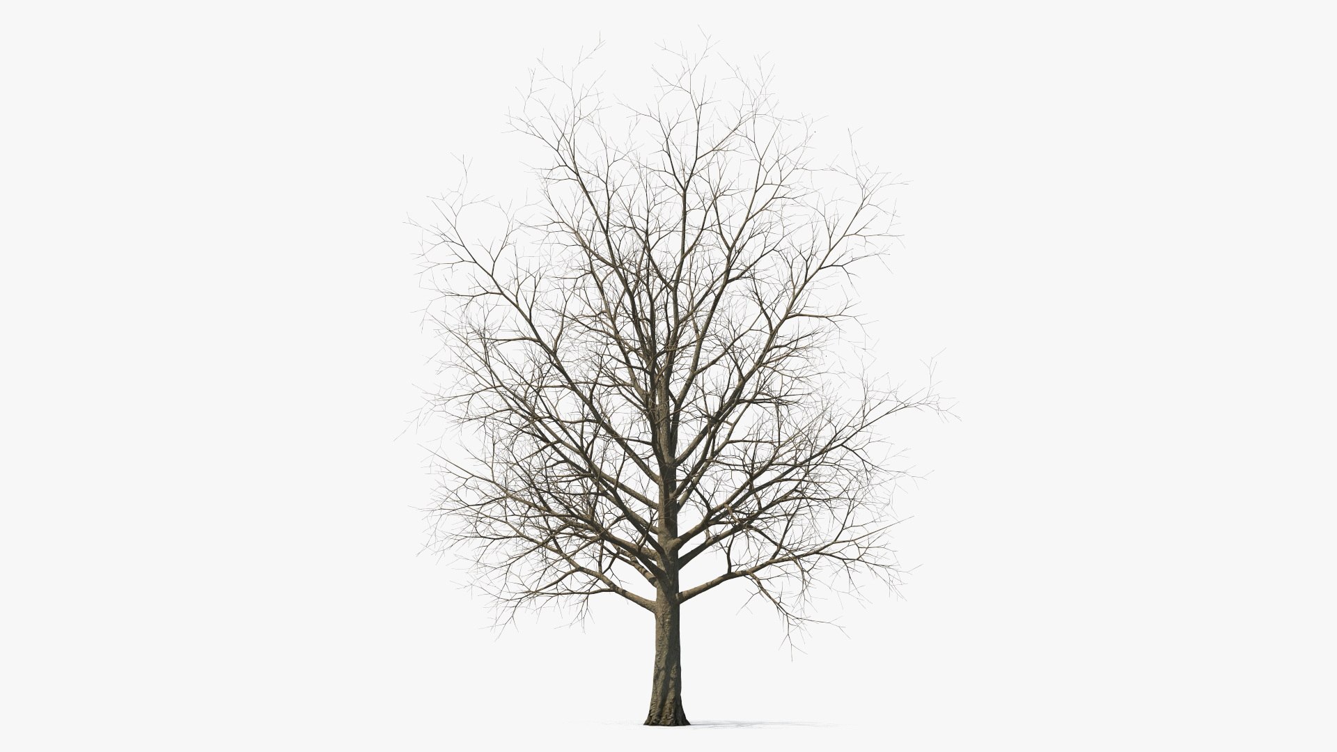 Bare Winter Maple Tree 3D model preview