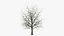 Bare Winter Maple Tree