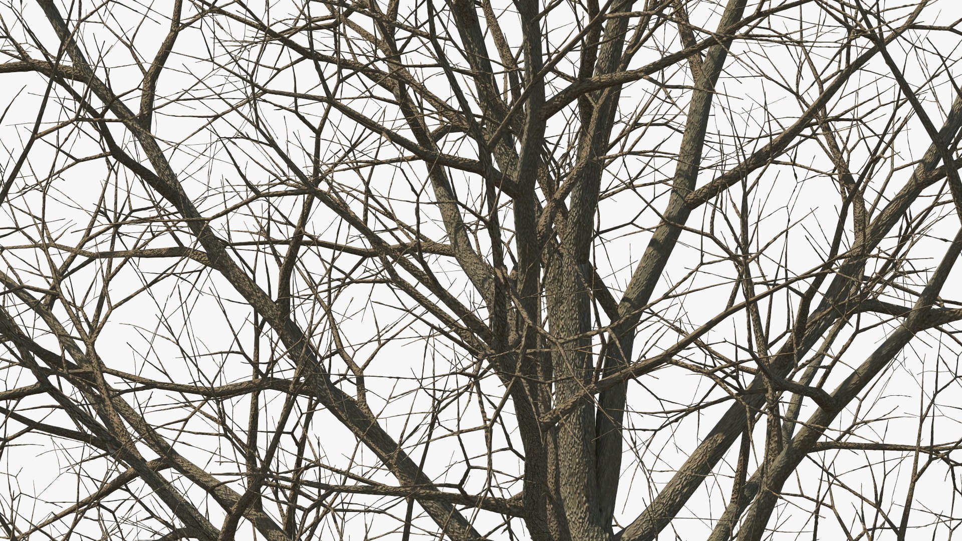 3D Bare Winter Maple Tree - TurboSquid 2194748