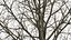 Bare Winter Maple Tree