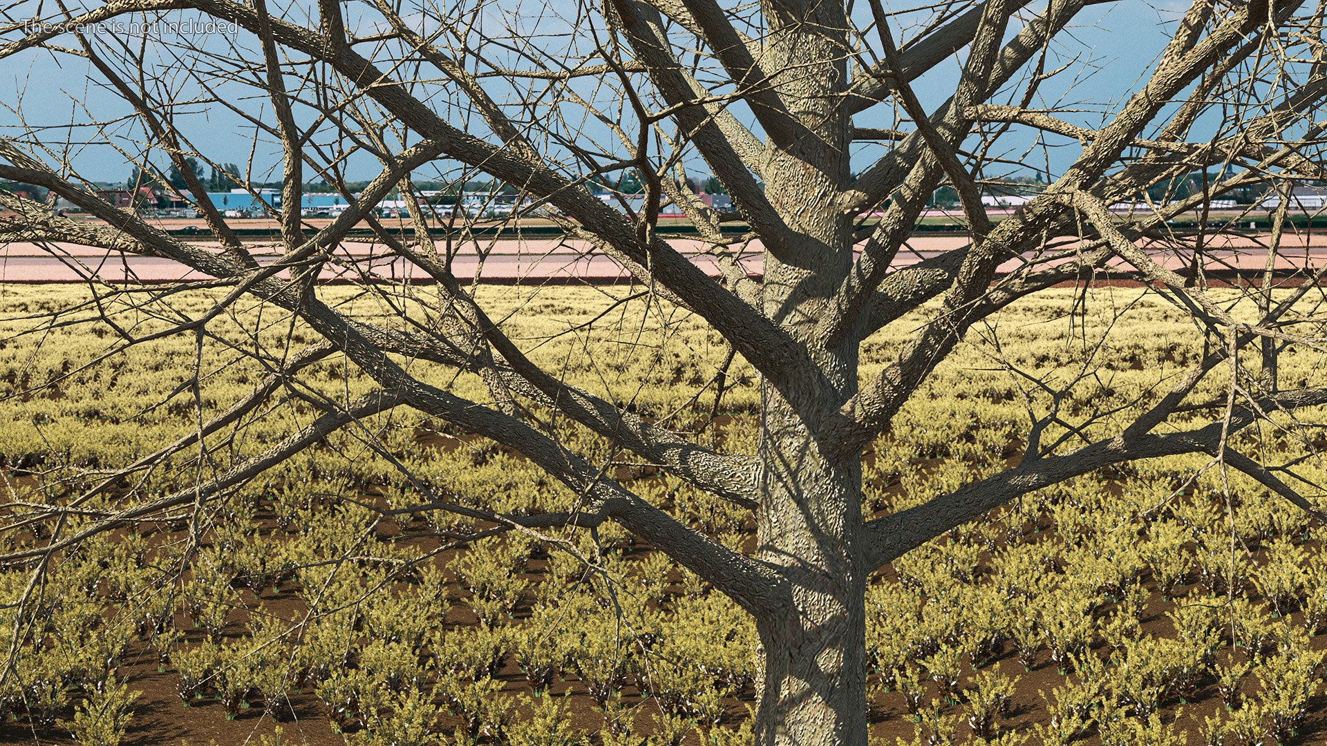3D Bare Winter Maple Tree - TurboSquid 2194748