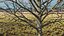 Bare Winter Maple Tree