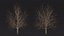 Bare Winter Maple Tree