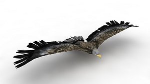 Eagle 3D model
