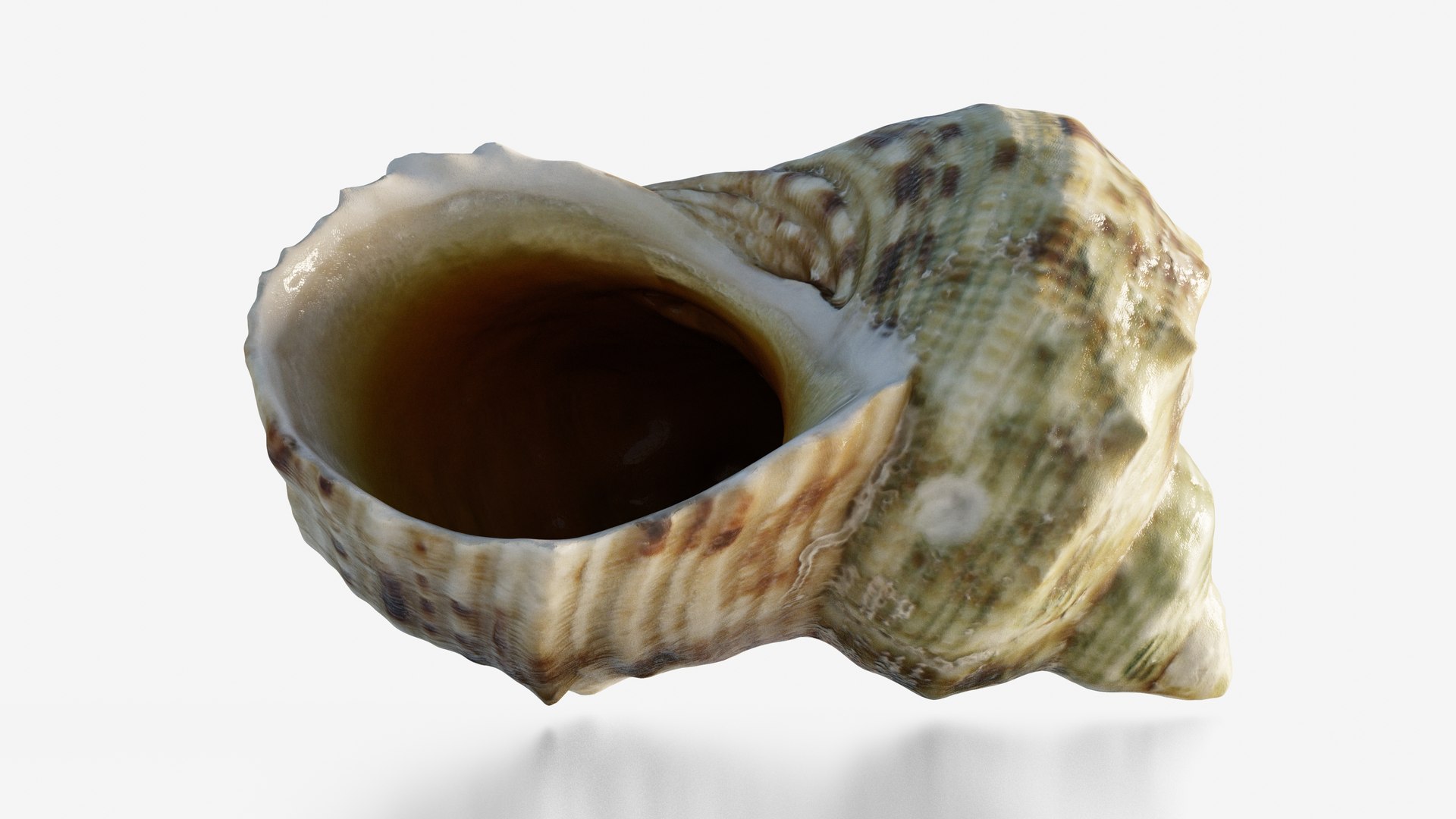 Scanned Seashell Model - TurboSquid 2345940