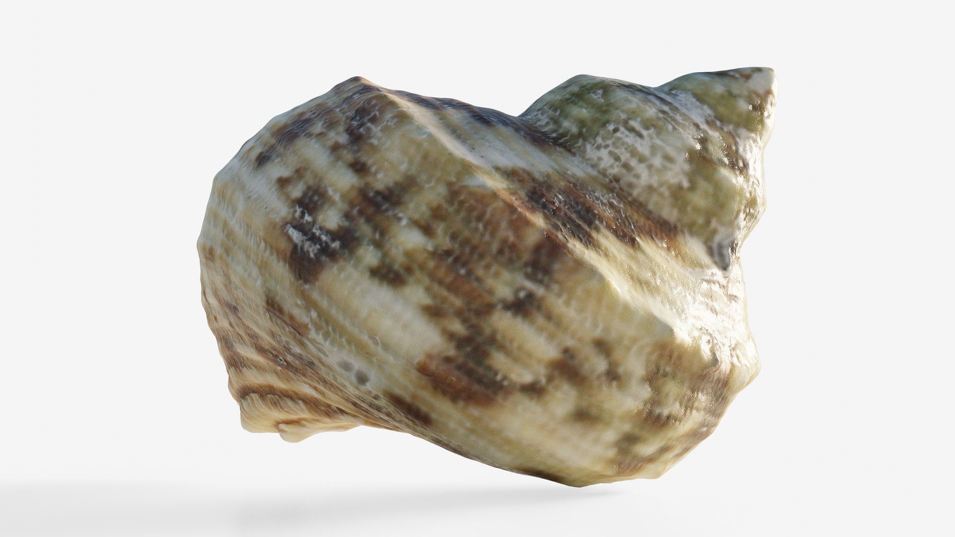 Scanned Seashell Model - TurboSquid 2345940