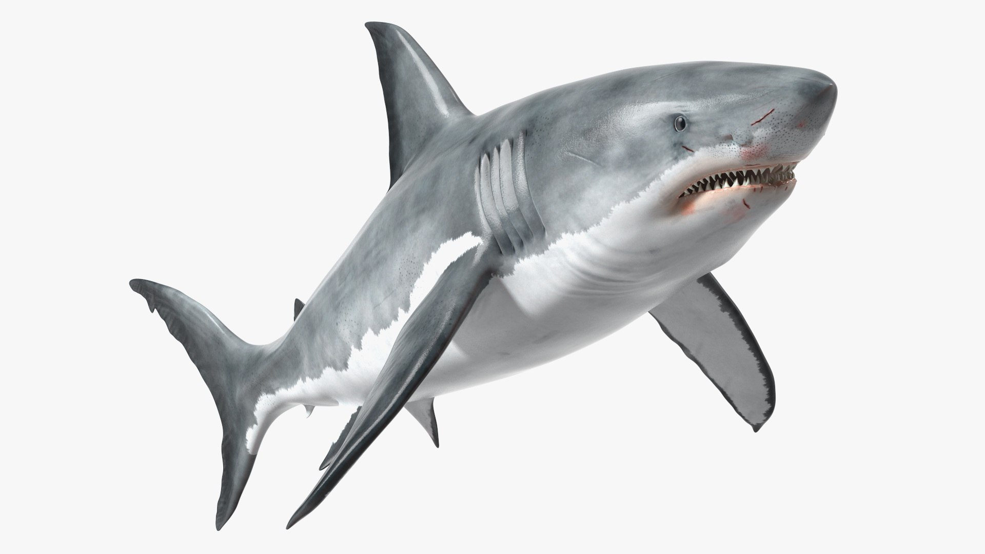 Great White Shark Blood Stained 3D model preview