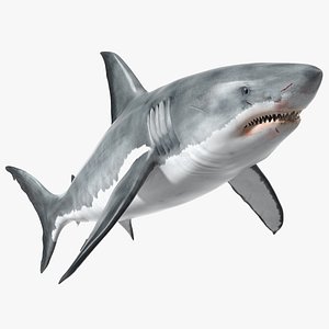 Great White Shark Blood Stained 3D model