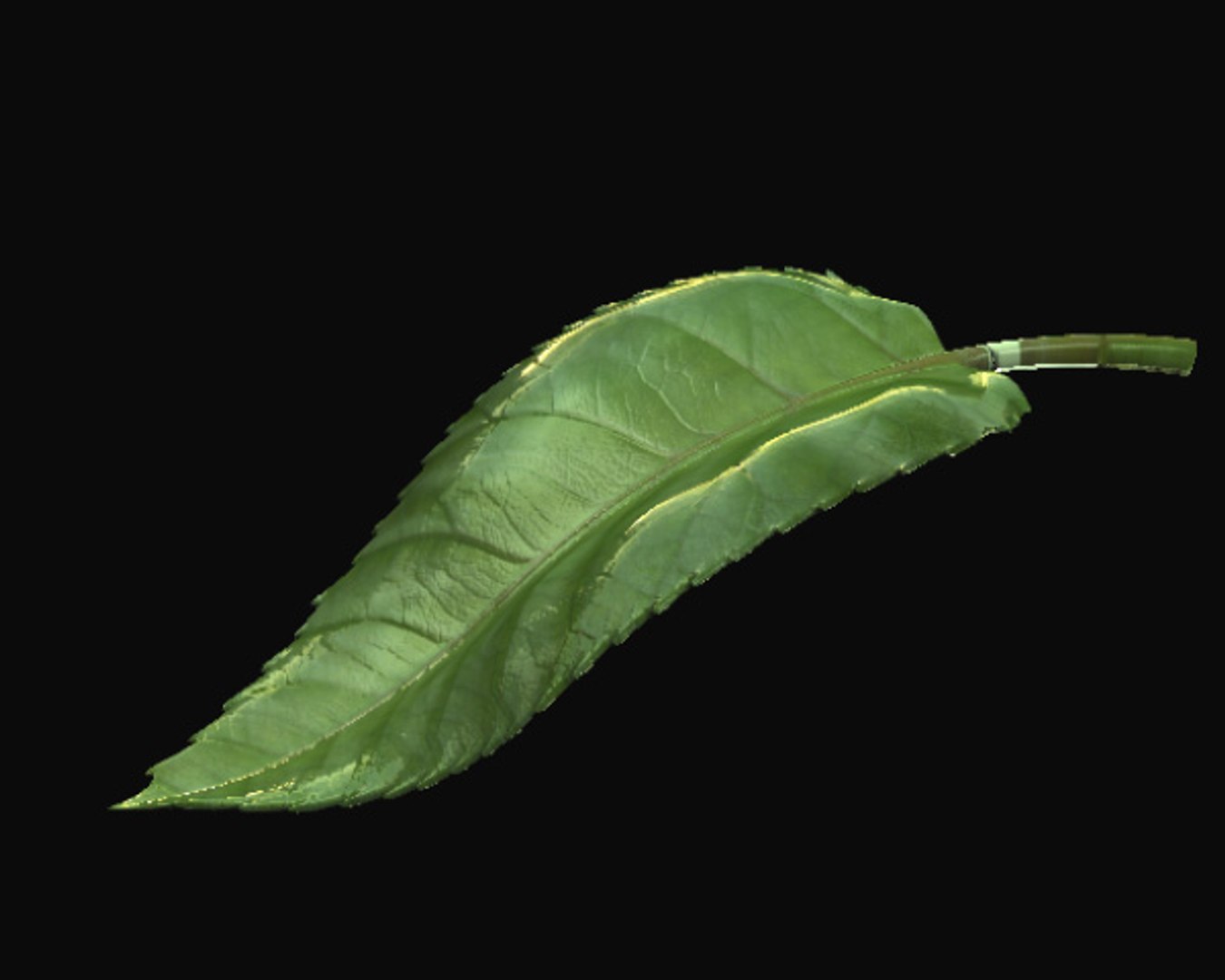 Leaf 3d Model