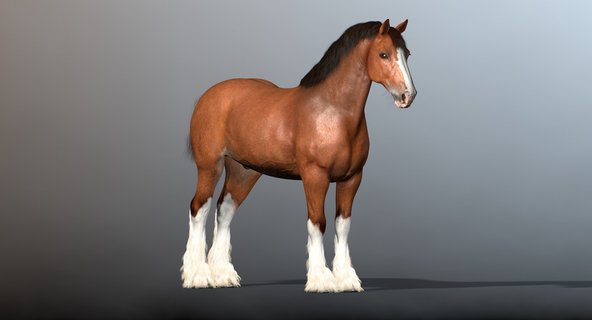 cinema4d clydesdale drafthorses